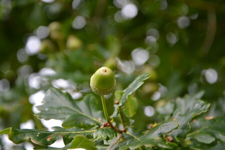 Oak green tree field