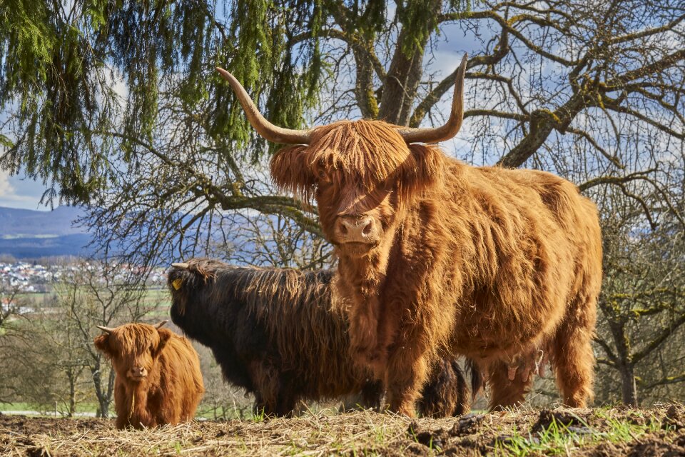 Animal world grass galloway cattle