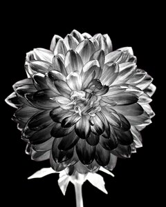 Flora beautiful black and white