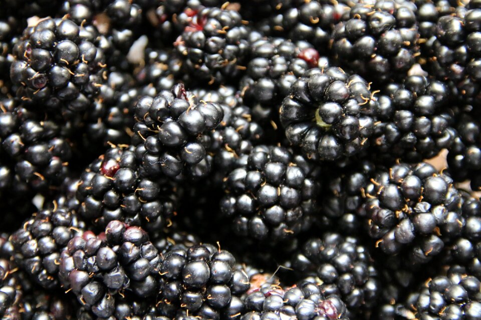 Berries blackberries soft fruit