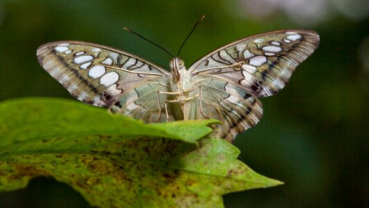 Lepidoptera wing leaf photo