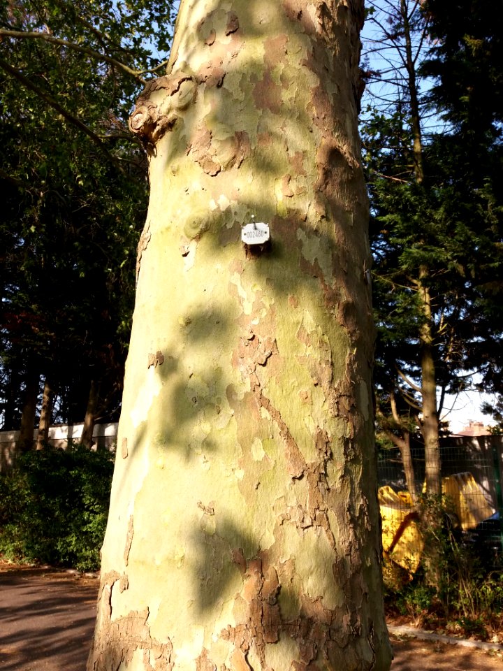 Willesden - Roundwood Park, tag on a plane tree