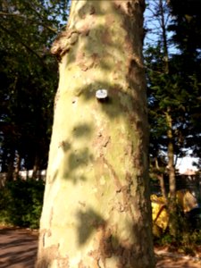 Willesden - Roundwood Park, tag on a plane tree