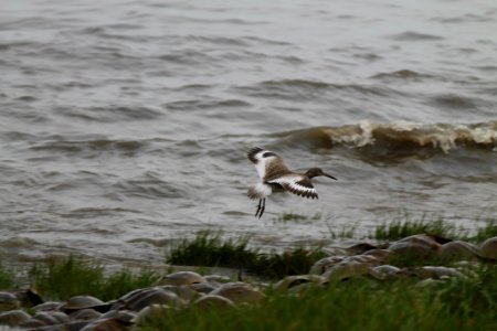 Willet taking off