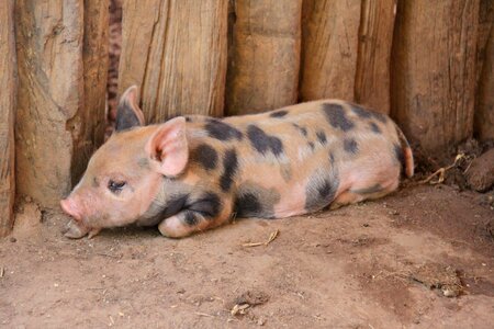Pork piggy rural photo