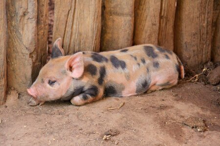 Pork piggy rural
