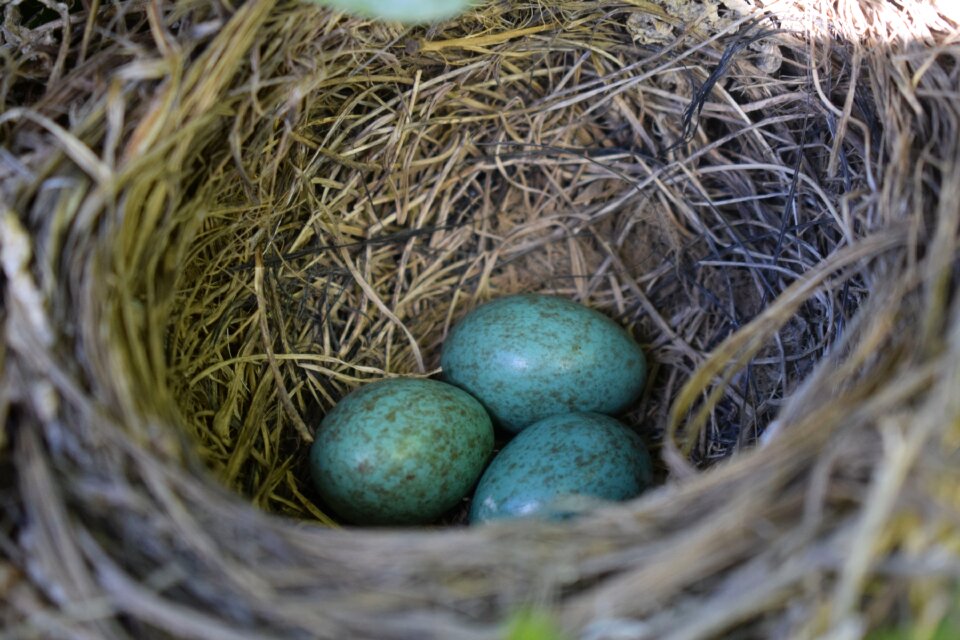Eggs birds blackbird