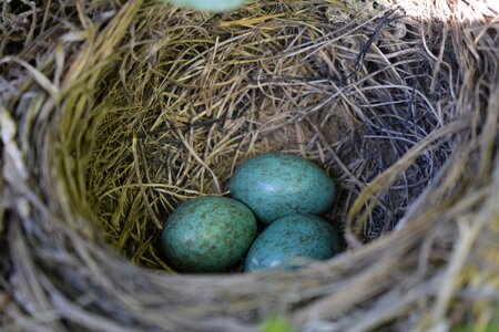 Eggs birds blackbird photo