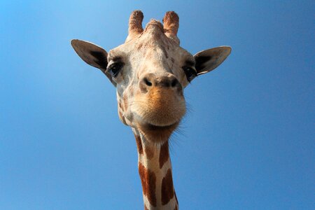 Forest zoo snout