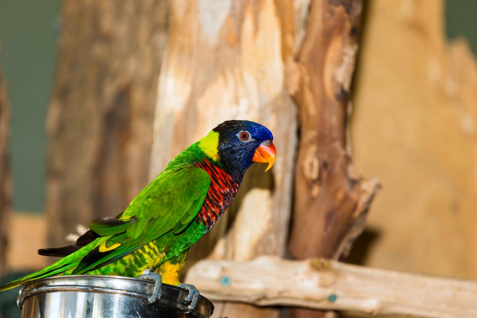 Green naped lorikeet parrot bird