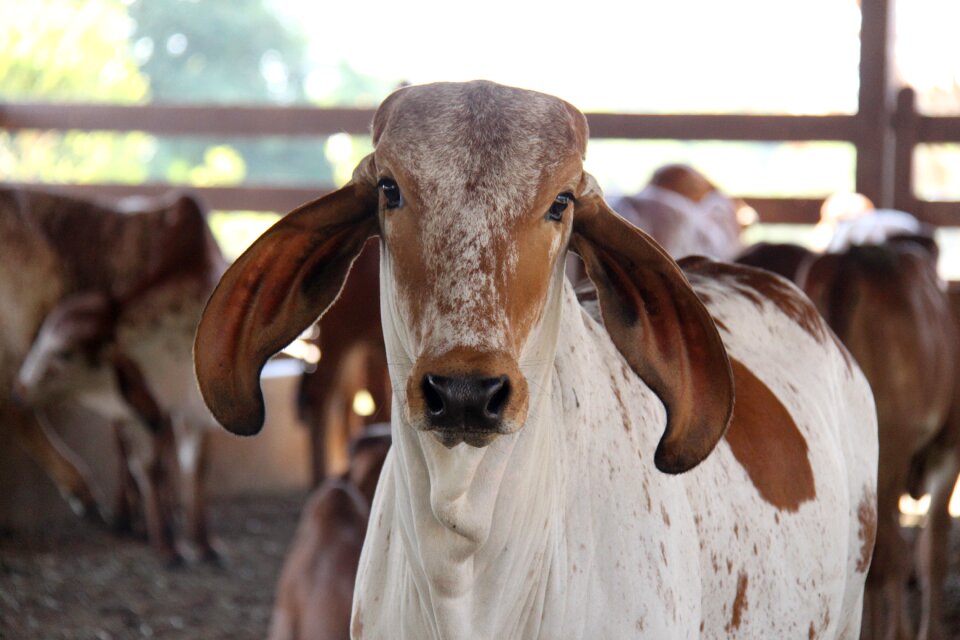 Animal rural bovine