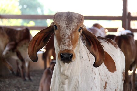Animal rural bovine photo