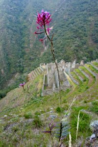 Winaywayna orchid 2