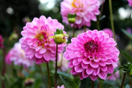 Bloom pink flower garden
