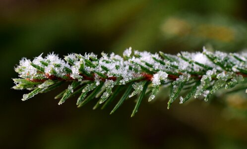 Needles winter evergreen photo