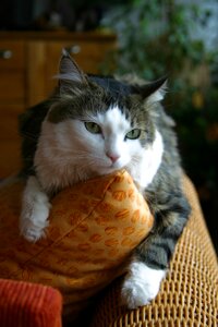 Pet cat's eyes sweet