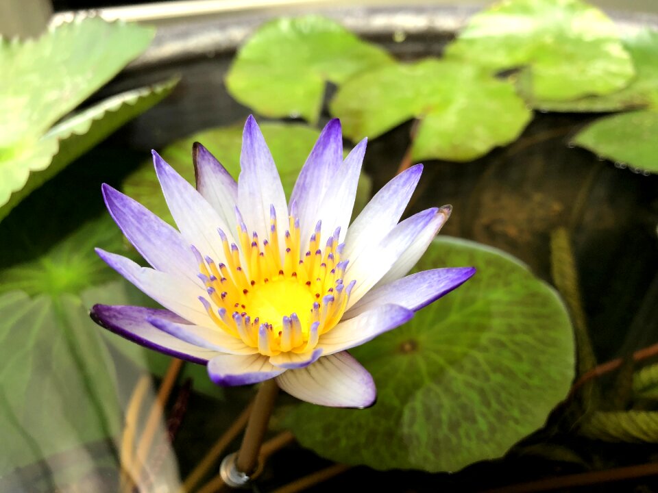 Flower summer lotus