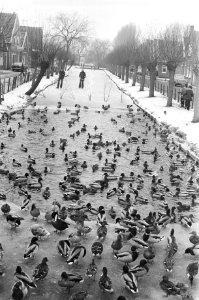 Winter in Nederland Volendam, eenden in wak, op achtergrond schaatsers, Bestanddeelnr 928-3966