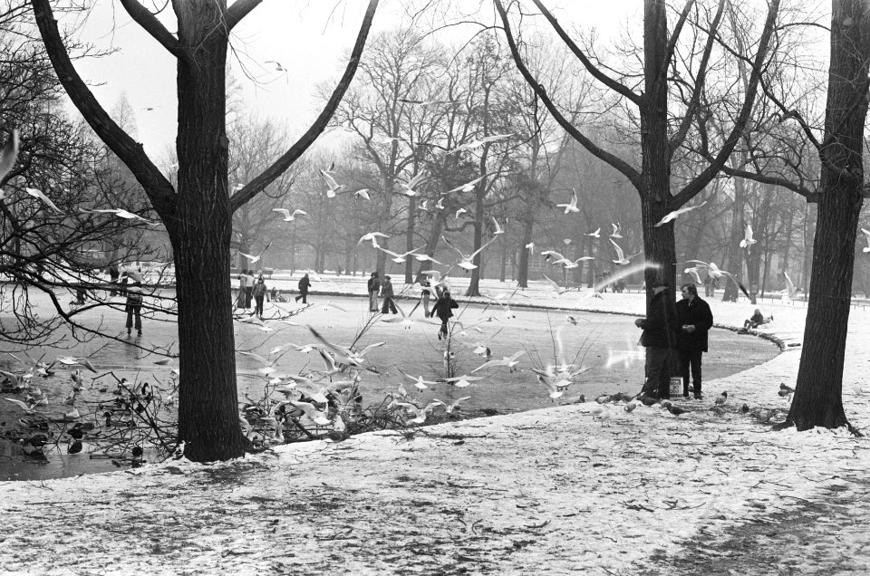 Winter in Amsterdam meeuwen voeren in Vondelpark, Bestanddeelnr 928-4027