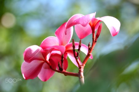 Winter In Hawaii (187556535)