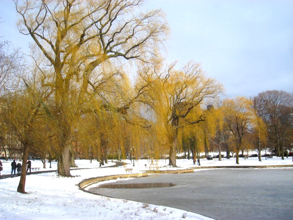 Winter in Boston Public Garden - IMG 8332