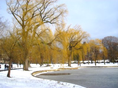 Winter in Boston Public Garden - IMG 8332