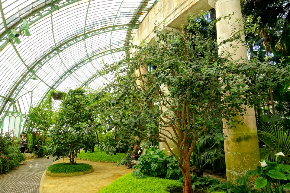 Winter Garden interior - Laeken Royal Greenhouses - Royal Castle of Laeken - Brussels, Belgium - DSC07433