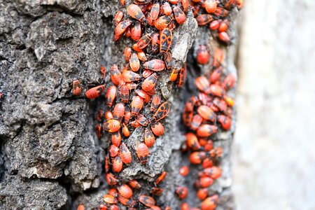 Nature bugs bark