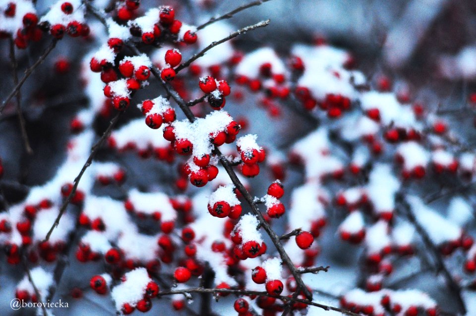 Winter Forest (135283693)