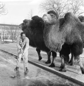 Winter in Artis Oppasser hakt gat in ijs voor kamelen, Bestanddeelnr 913-3456