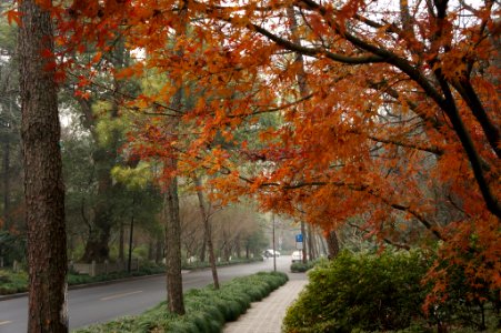 Winter In Xihu China (230618817)