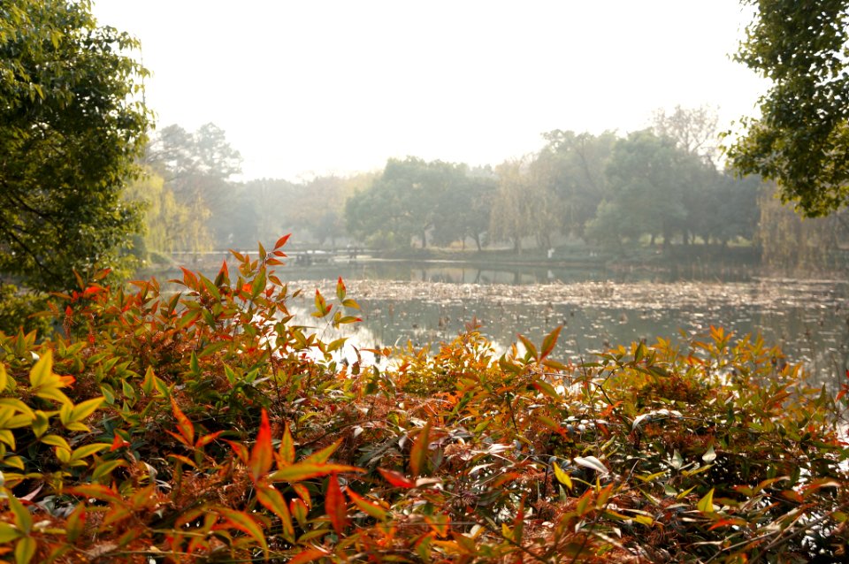 Winter In Xihu China (230618783)