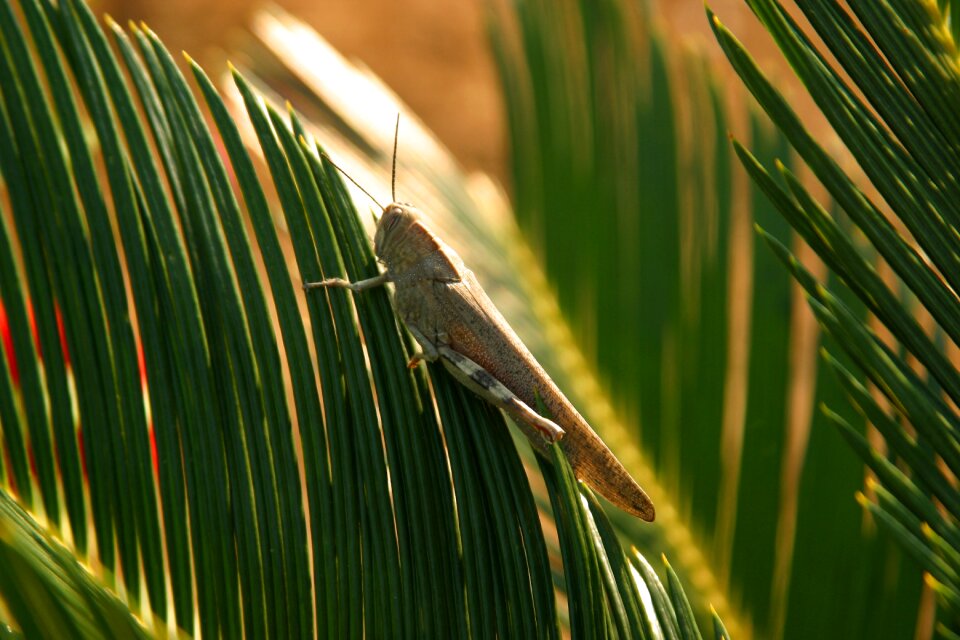 Viridissima green insect