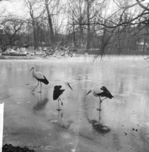 Winter in Artis, Bestanddeelnr 913-3454