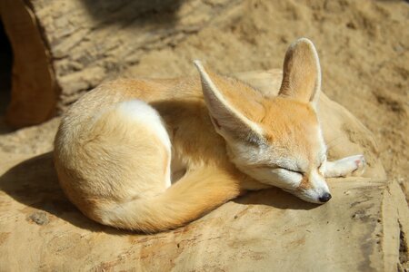 Cute little sleepy