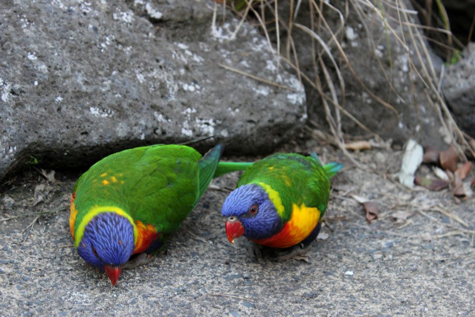 Stone colorful color