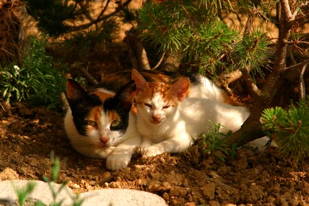 Animals young cat nature