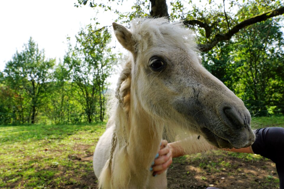 Eye monteaura equestrian photo