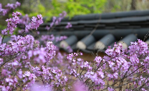 Plants nature flowering photo