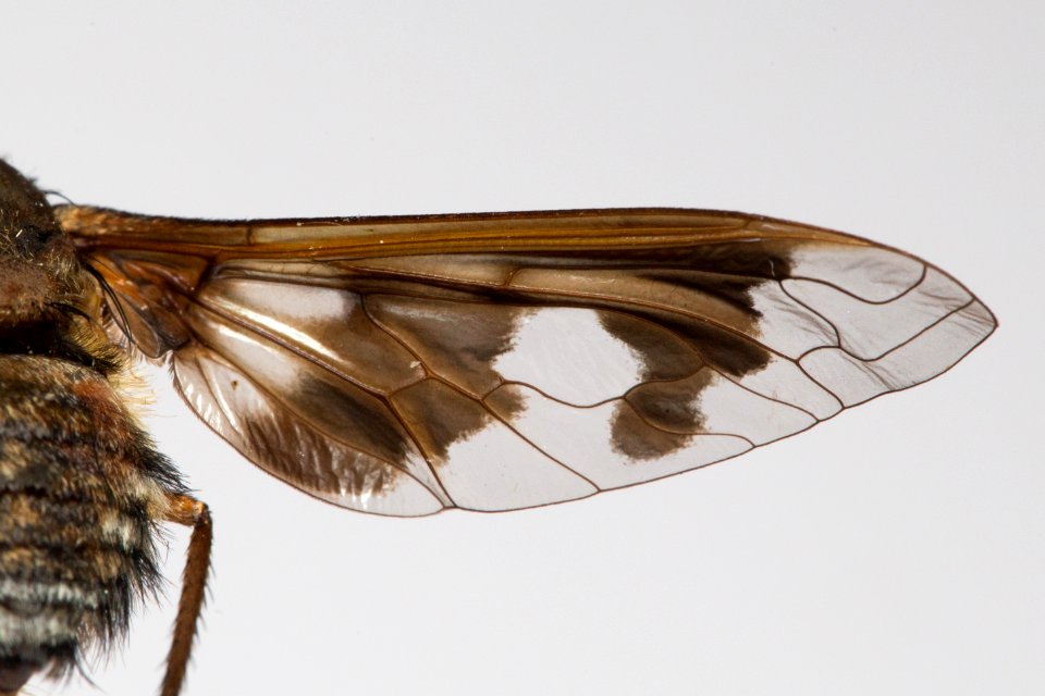 Wing of Exoprosopa pueblensis specimen, CAS Entomology