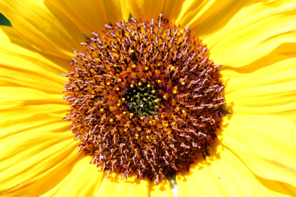 Yellow flowering blooming sunflower