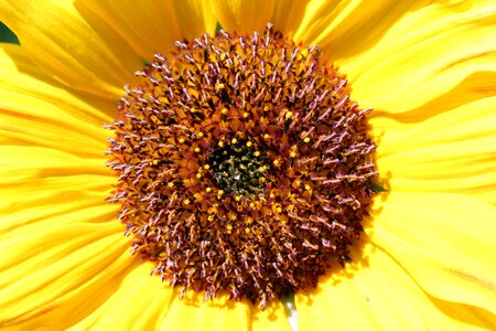 Yellow flowering blooming sunflower photo