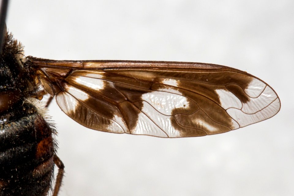Wing of Exoprosopa iota specimen, CAS Entomology of Exoprosopa jonesi specimen, CAS Entomology