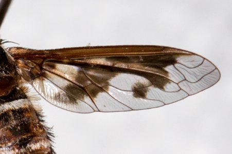Wing of Exoprosopa iota specimen, CAS Entomology