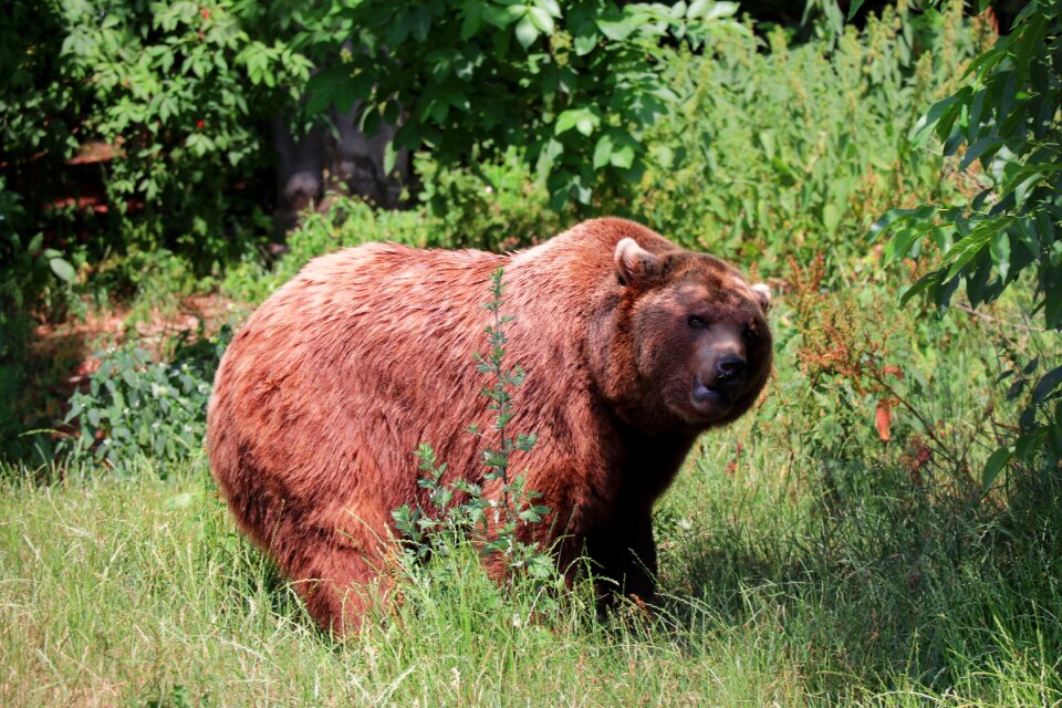 Siberian bear wild animal bear park
