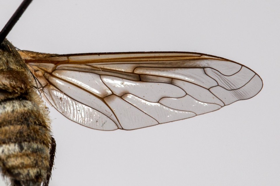 Wing of Exoprosopa titubans specimen, CAS Entomology