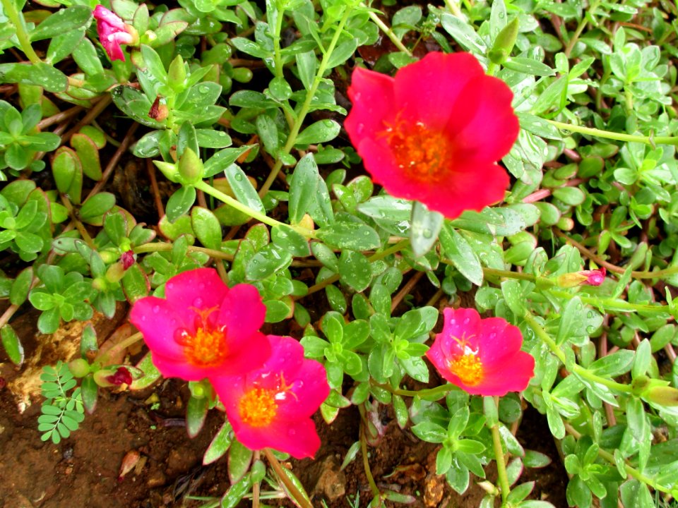 Wingpod purslane (Portulaca umbraticola) flowers