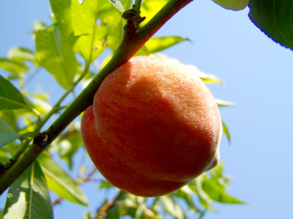 Ripe fruit yellow-red peach summer fruit
