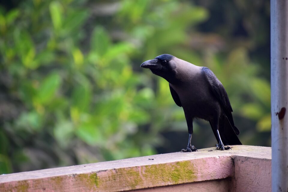 Bird wildlife raven
