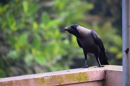 Bird wildlife raven photo